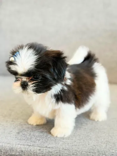 FILHOTE SHIHTZU FÊMEA