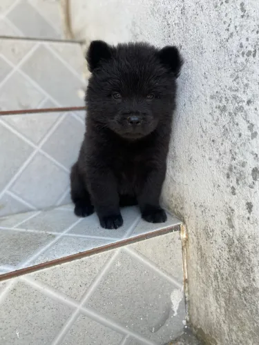 Chow Chow preto fêmeas 