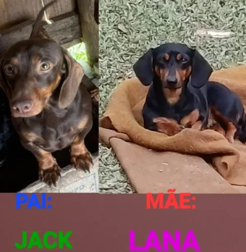 Filhotes de daschund