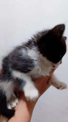 Gatos 
