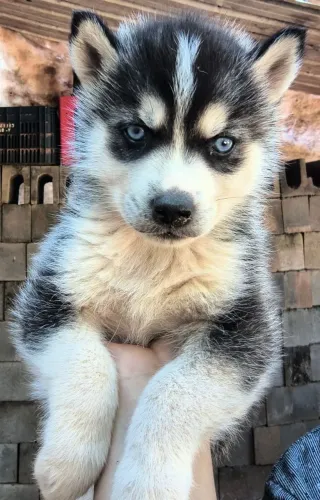 Husky siberiano (filhote)