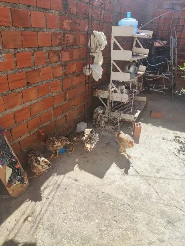 Frangos caipirão