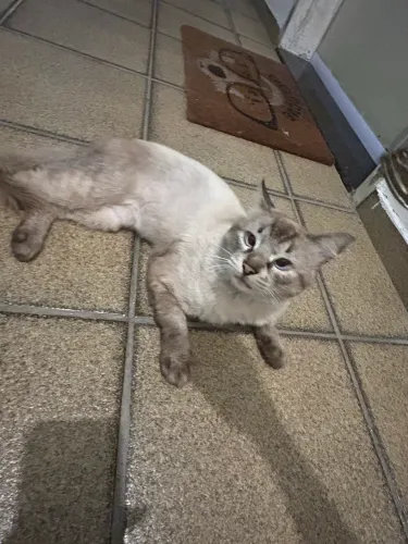 Gatinho macho para adoção