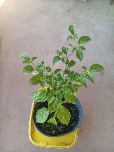Pimentas já produzindo. Biquinho malagueta. Bodinha