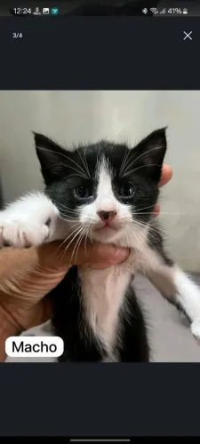 Gatos para adoção