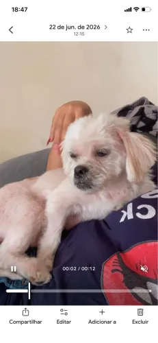 Faço doação de uma shitszu fêmea