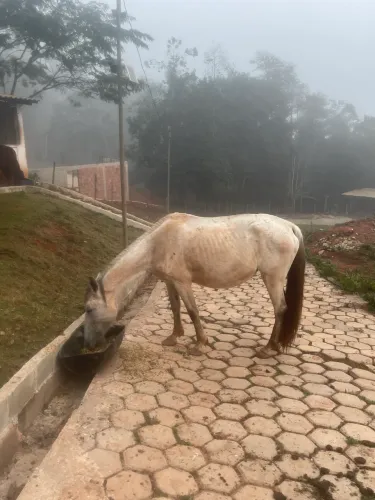 Vende-se égua