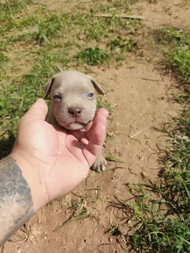 ? American Bully Disponível | Consulte Fotos e Reserve o Seu