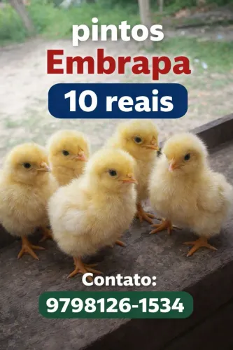 Pintinhos Embrapa 