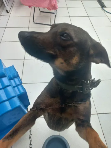 Doação de cachorro macho