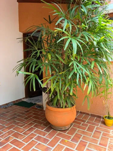 Planta palmeira-ráfis (Rhapis excelsa) 2,50m