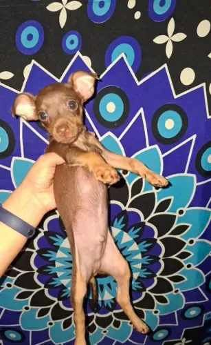VENDO 1 cachorro macho raça pinscher n°. 1- próximo a DMI