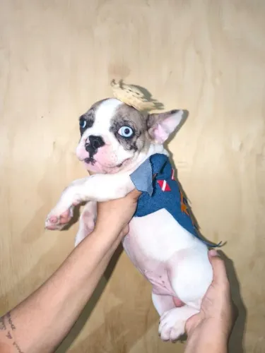 Bulldog francês 