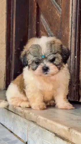 Shih Tzu