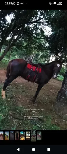 Vendo cavalo esquipador