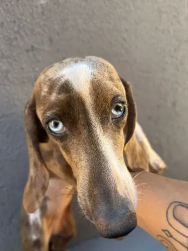 Cofap Basset