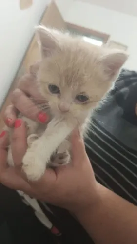 Vendo filhote de gato persa