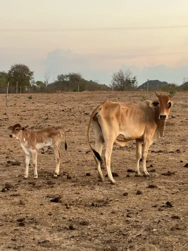 Vaca com Bezerra