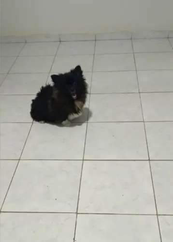 Excelente oportunidade lulu da pomeranea porte pequeno anão todo vacinado para o seu lar! 