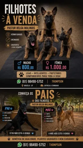 Filhotes Fêmea de Pastor Malinois