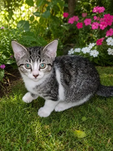 Filhote de gato