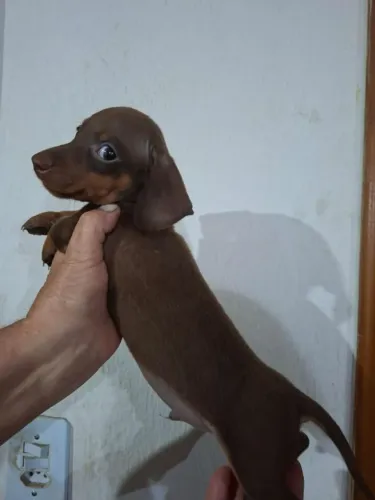 Salschicha vacinado, 48 dias