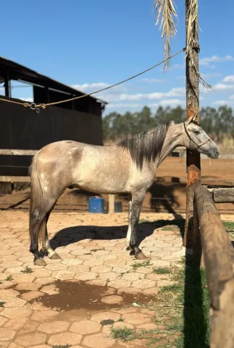 Potro Mangalarga Marchador