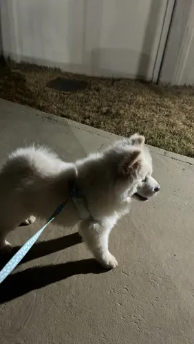 Chow chow