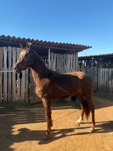 Potro Mangalarga Paulista