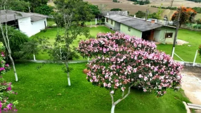 Sítio para Venda em Itapetininga, Zona Rural, 3 dormitórios, 1 suíte, 3 banheiros