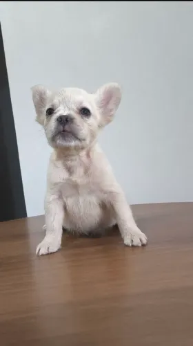 Bulldog francês fluffy