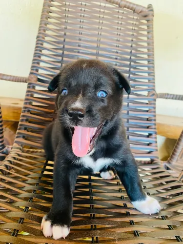 Filhote de husky siberiano puro