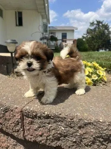 Filhotes de Shih Tzu | Alegria que toma conta do ambiente