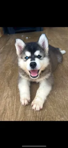 FILHOTE DE HUSKY SIBERIANO R$ 800!