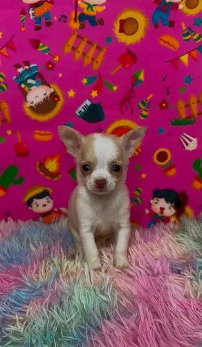 Chihuahua pelo curto