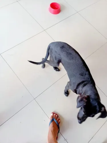 Doação de cachorro