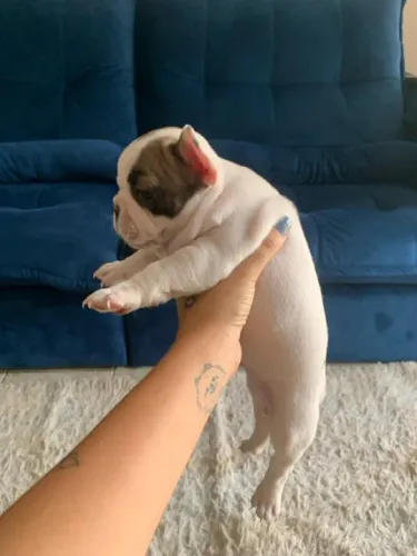 Buldogue francês fêmea