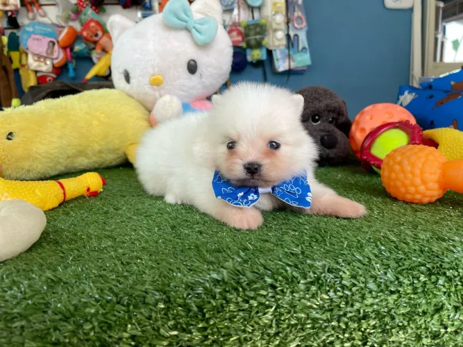 Spitz Alemão baby macho branquinho