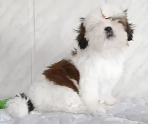 Shih-Tzu Macho White: Um Amigo Perfeito Para Sua Família!