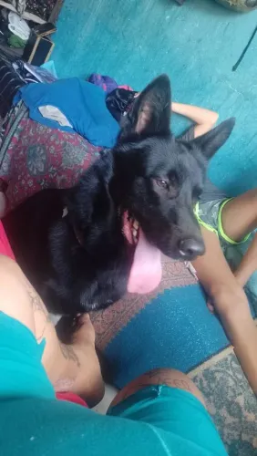 Doa-se Cachorro Pastor Italiano