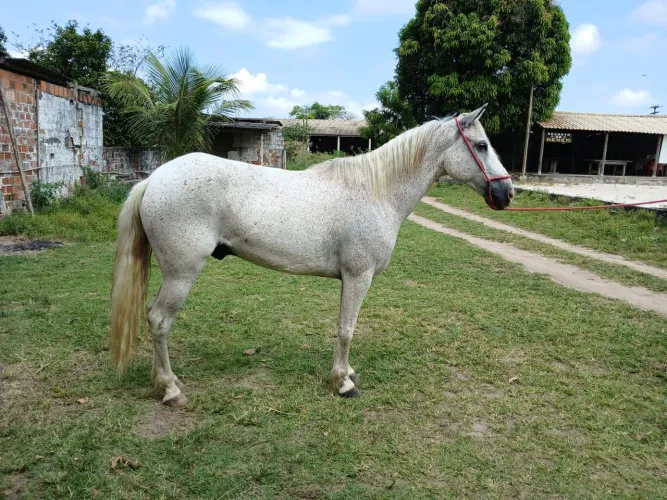 Cavalo pra toda família 