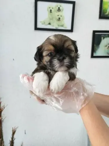 Shih tzu fêmea com 56 dias vacinada com todas as garantias de saúde em contrato