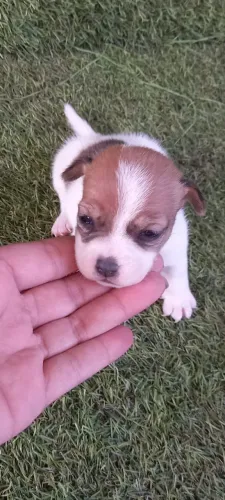 Jack Russell: personalidade única, amor verdadeiro!