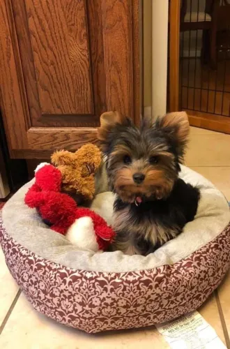 Yorkshire Terrier filhotes maravilhosos 