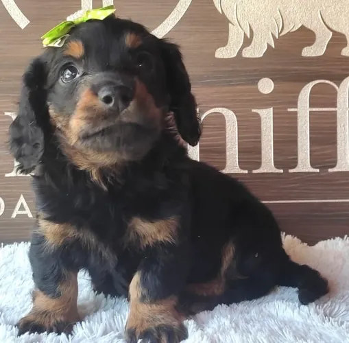 Teckel pelo longo black 