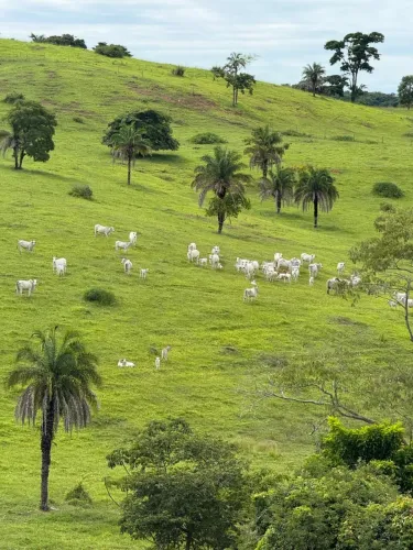 Fazenda 93 alqueires a 50 km de Ipora Go