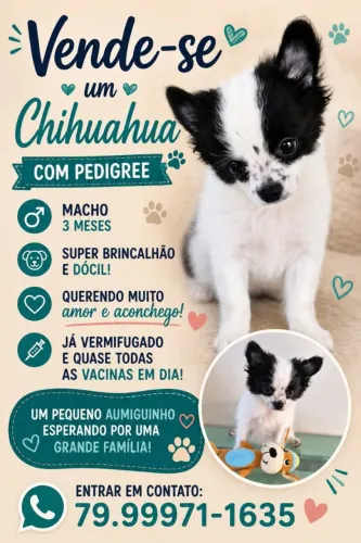 Chihuahua macho com pedigree