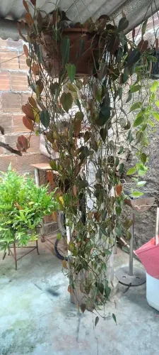 Plantas