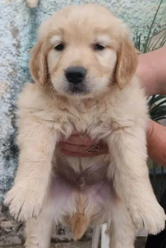 Filhote Golden Retriever, Pequenos no tamanho, gigantes no amor!
