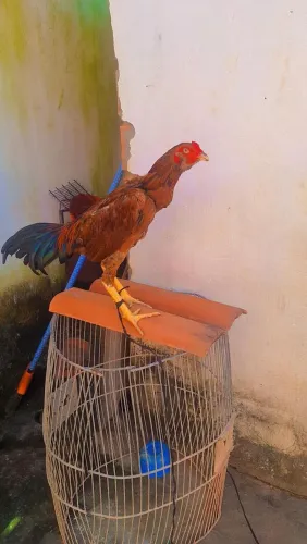 vendo frango novo 